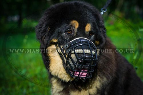 Tibetian Mastiff Muzzle