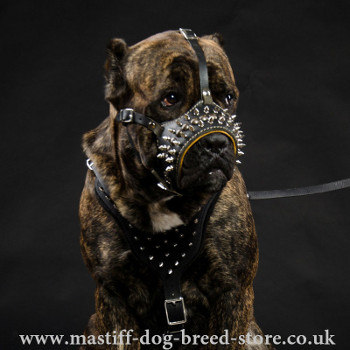 Mastiff Size Designer Dog Muzzle