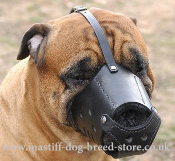 Bullmastiff Muzzles