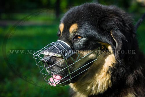 Extra Large Tibetian Mastiff Muzzle