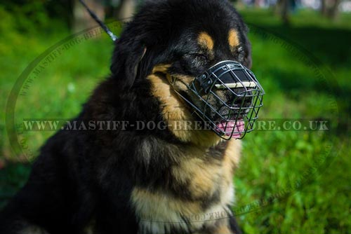 Large Tibetian Mastiff Muzzle