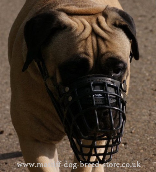 dog cage muzzles for mastiffs