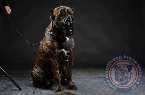 Cane Corso Mastiff Muzzle