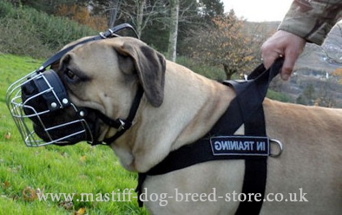 Best Mastiff Muzzles