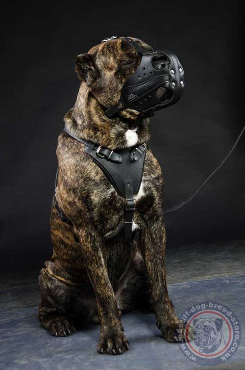 Dog Training Muzzle for Cane Corso