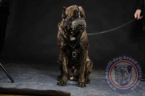 Handmade Dog Muzzle for Cane Corso Mastiff for Sale