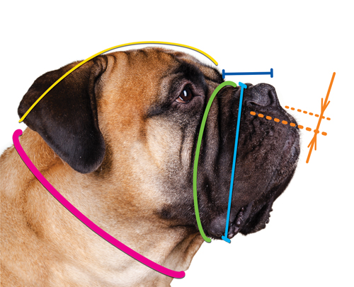 muzzles for mastiffs