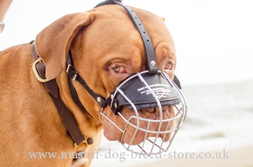 Best Mastiff Muzzles