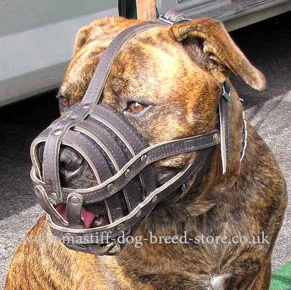 best dog muzzle
