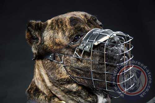 Cane Corso Dog Muzzle UK