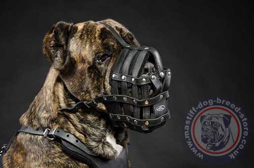 Cane Corso Mastiff Muzzle