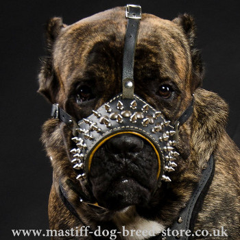 Spiked Dog Muzzle for Big Mastiff Dog