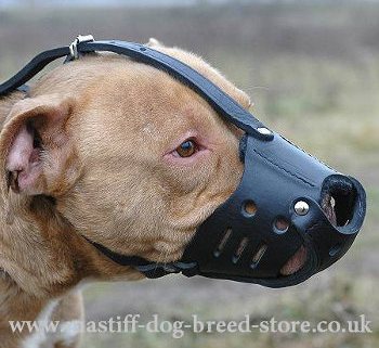 Pit Bull Mastiff Muzzles