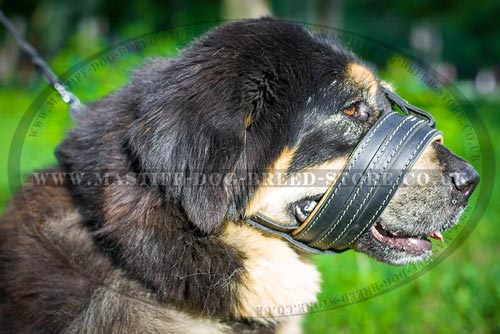 Tibetian Mastiff No Barking Muzzle for Dogs