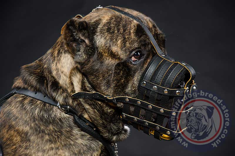 Order Cane Corso Dog Muzzle with Soft Nappa Lining, Royal Design!