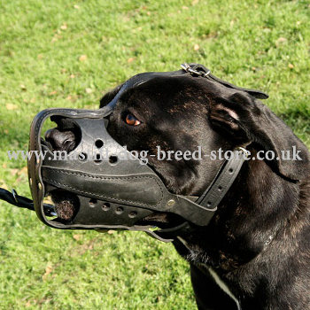 K9 Dog Muzzle for Mastiff