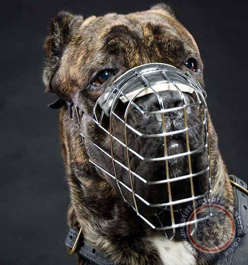 Cane Corso Muzzle