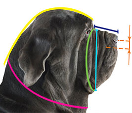 Mastiff muzzle size