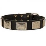 Cane Corso Collar with Silver Plates