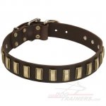 Big Dog Collars UK Bestsellers with Awesome Brass Plates for Mastiff Dogs