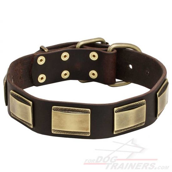 Dogue De Bordeaux Dog Collar with Brass Fittings