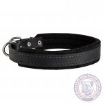 Training Collar For Great Dane "Walk The Rounds"