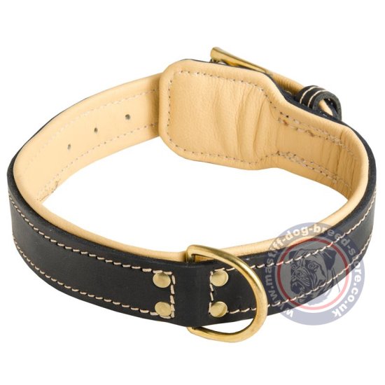 Soft Padded Leather Dog Collar for Mastiff Breeds XL Dogs