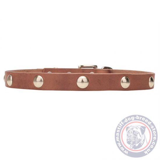 Best Collar for Mastiff Puppy with Glossy Round Rivets