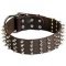 2 Inch Spiked Dog Collars for Cane Corso Mastiff