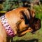 Pink Dog Collars for Large Dogs Like Bullmastiff, Studded Design