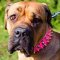 Pink Studded Dog Collar Leather for Bullmastiff Lady