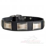 Large Breed Dog Collars with Massive Nickel Plates
