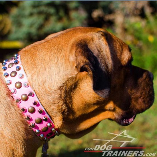 Pink Dog Collars for Large Dogs Like Bullmastiff, Studded Design