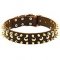 Luxury Dog Collar Studded Design for Cane Corso Mastiff