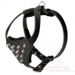 Spiked Dog Harness for Mastiff Puppy