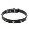 Skull Studded Dog Collar with Spikes "Pirate Style" for Mastiff Puppies