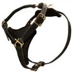 Triangle Dog Harness for Tibetian Mastiff Size from Producer!