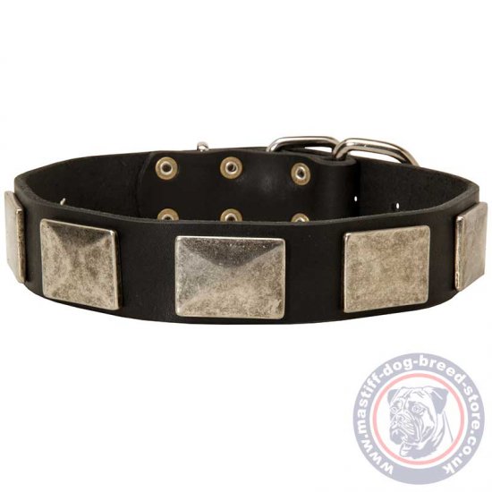 Neapolitan Mastiff Collar with Steel Plates and Classic Buckle