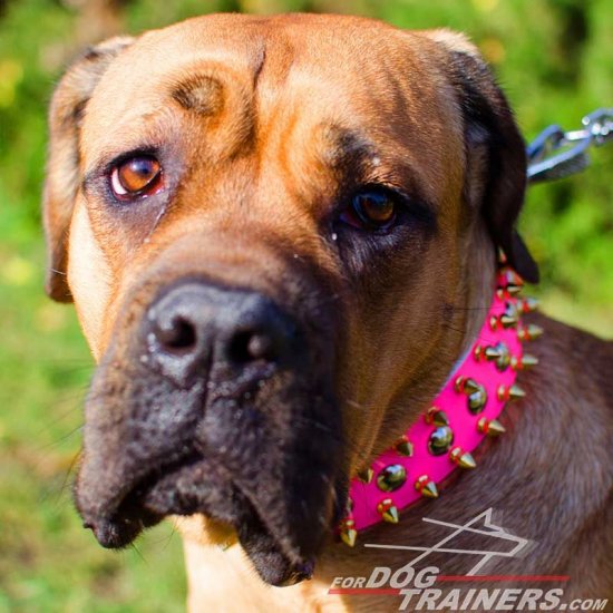 Pink Studded Dog Collar Leather for Bullmastiff Lady