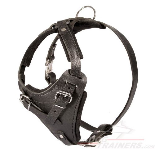 Dogue harness best sale