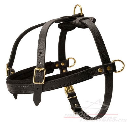Sport Dog Harness for Neapolitan Mastiff
