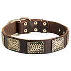 Large Leather Dog Collars with Massive Dotted Brass Plates