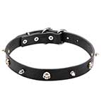 Skull Studded Dog Collar with Spikes "Pirate Style" for Mastiff Puppies