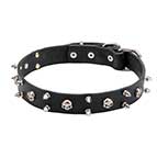 Dog Collar with Skulls and Spikes for Pirate Style of Your Mastiff