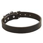 Neapolitan Mastiff Collar 1.2 In Wide Leather