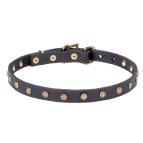 Leather Dog Collars for Mastiff Puppies with Stellar Studs