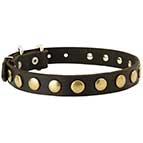 Elegant Dog Collar with Brass Medals for Bullmastiff Walking