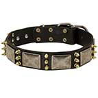 Studded Collar For Great Dane "Haute Couture"