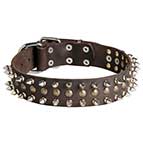 Fancy Dog Collar for Cane Corso Mastiff Spiked and Studded