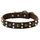 Exclusive Dog Collar for Mastiff with Studs, Bestseller!